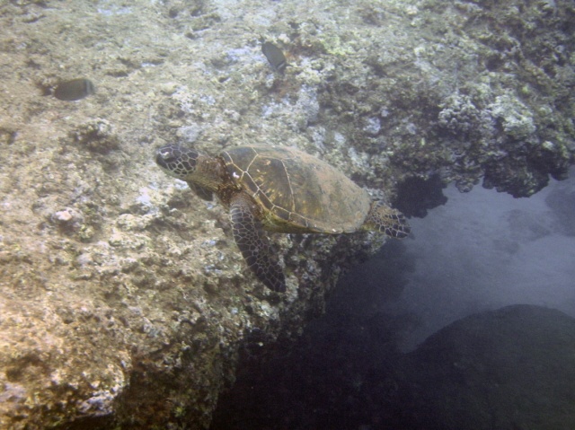 Hawaiian Green Sea Turtle