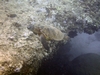 Hawaiian Green Sea Turtle