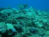 Shark`s Cove
