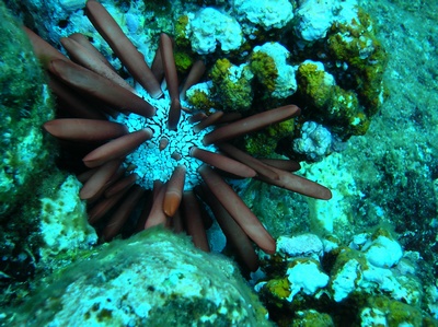 Pencil Urchin at Shark`s Cove