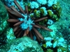 Pencil Urchin at Shark`s Cove