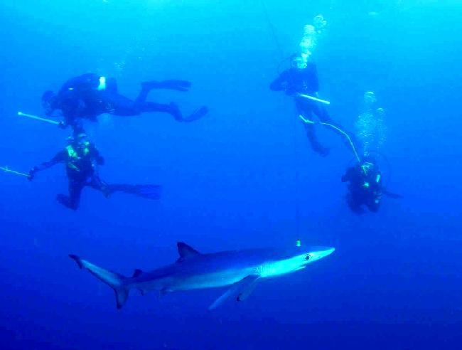 Dive With SHARK
