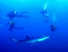 Dive With SHARK