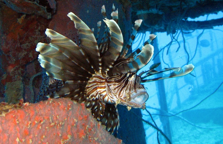 Lion Fish - Majuro RMI