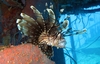 Lion Fish - Majuro RMI