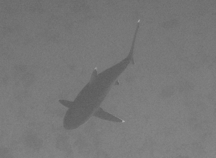 Sivertip Shark