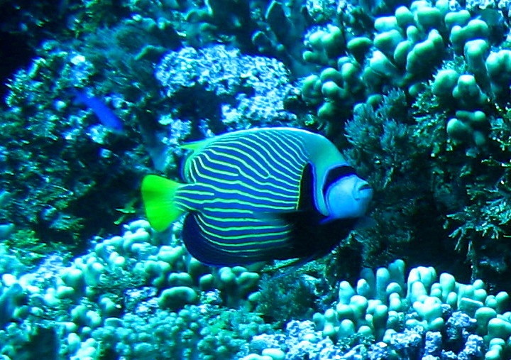 Emporer Angelfish