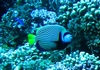 Emporer Angelfish