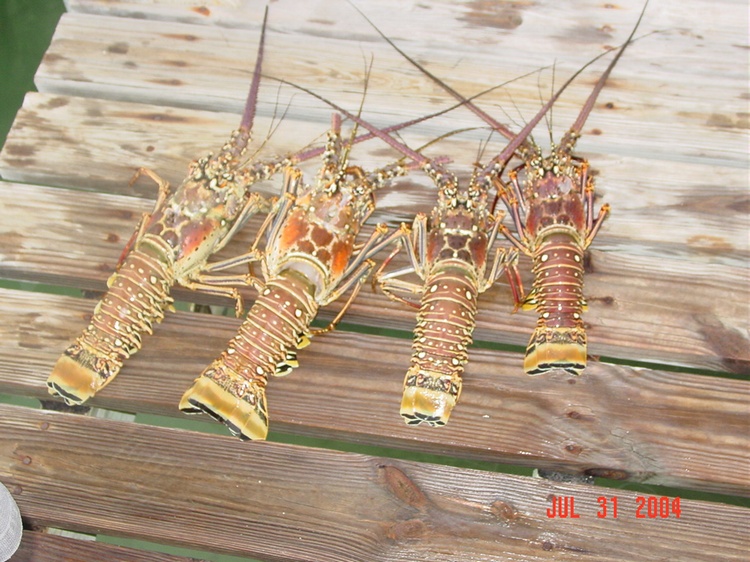 Bugs in the Bahamas