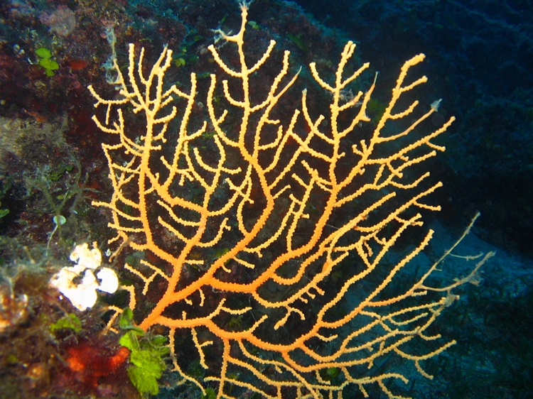 Gorgonian Coral