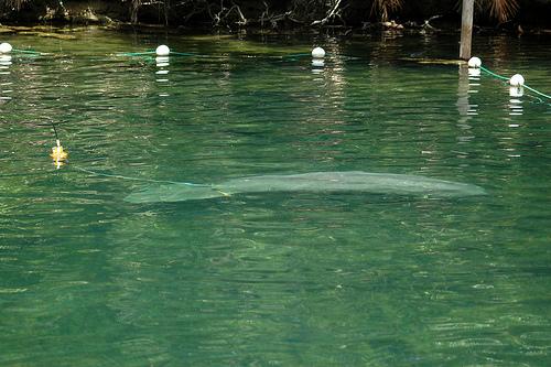 manatee