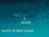 White Tip Reef Shark