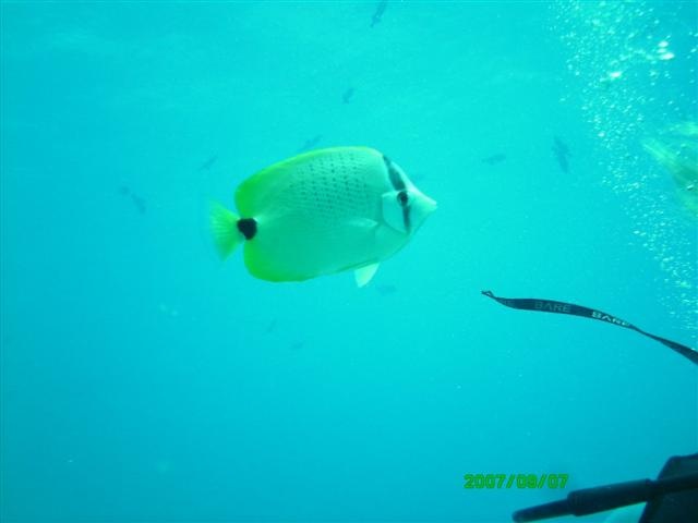 Butterfly fish