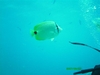 Butterfly fish