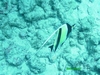 moorish idol