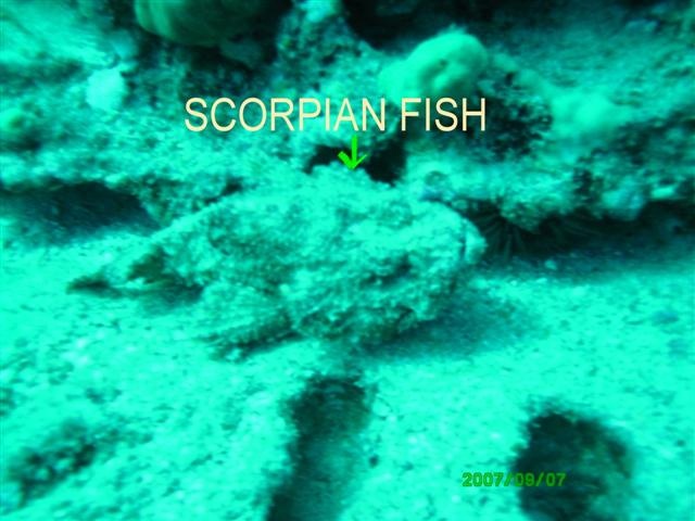 scorpion fish