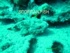 scorpion fish