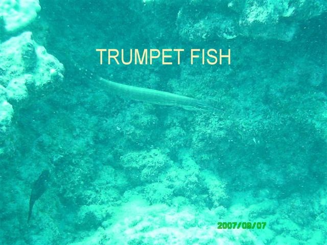 trumpet fish