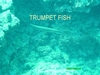 trumpet fish