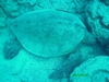 Huge sea turtle