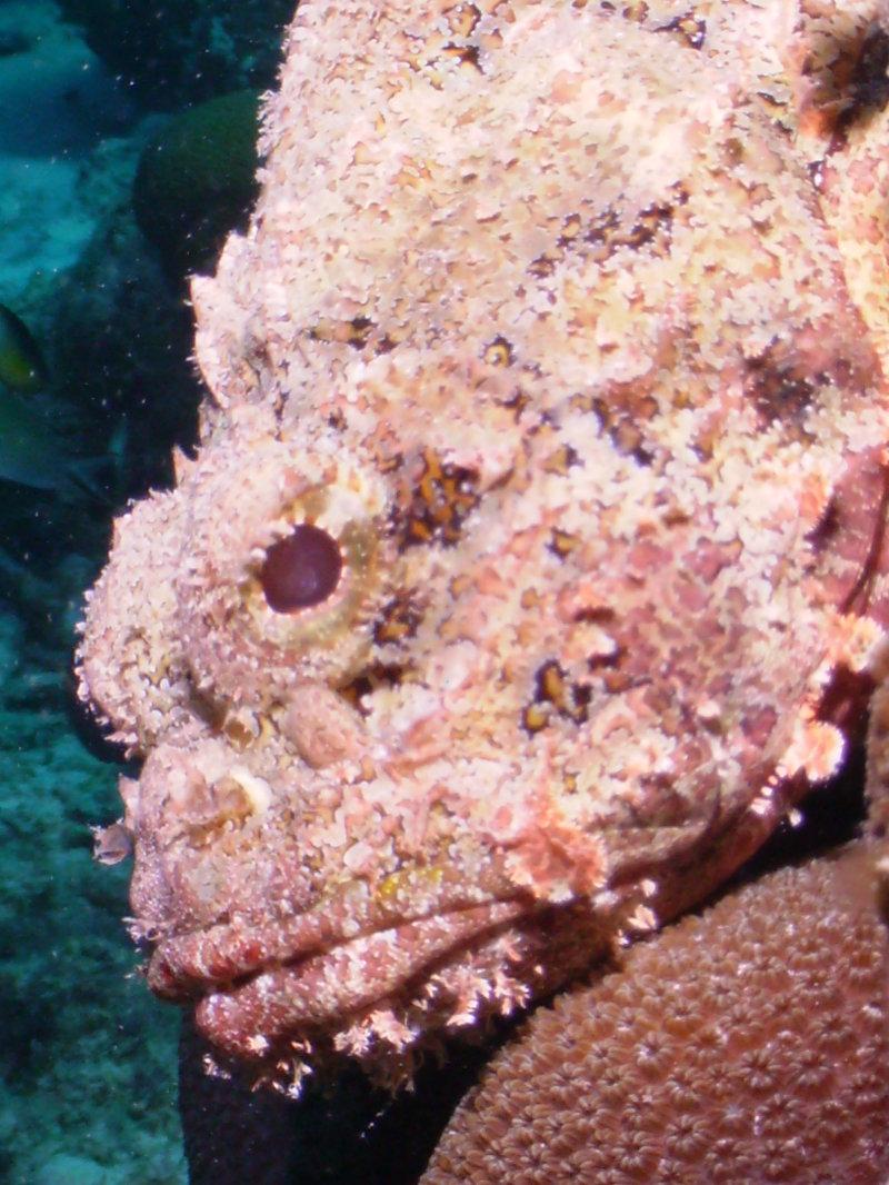 Scorpion Fish Bonaire may 2008