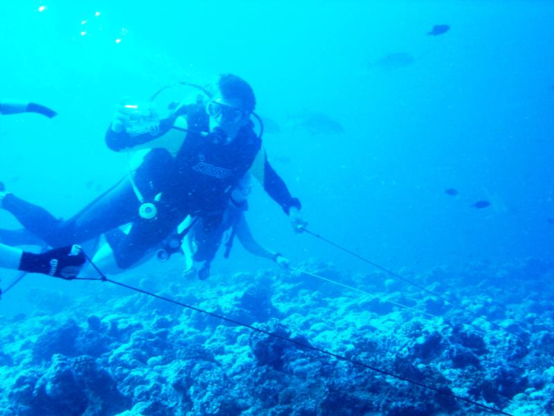 Reef Hook Diving in Palau