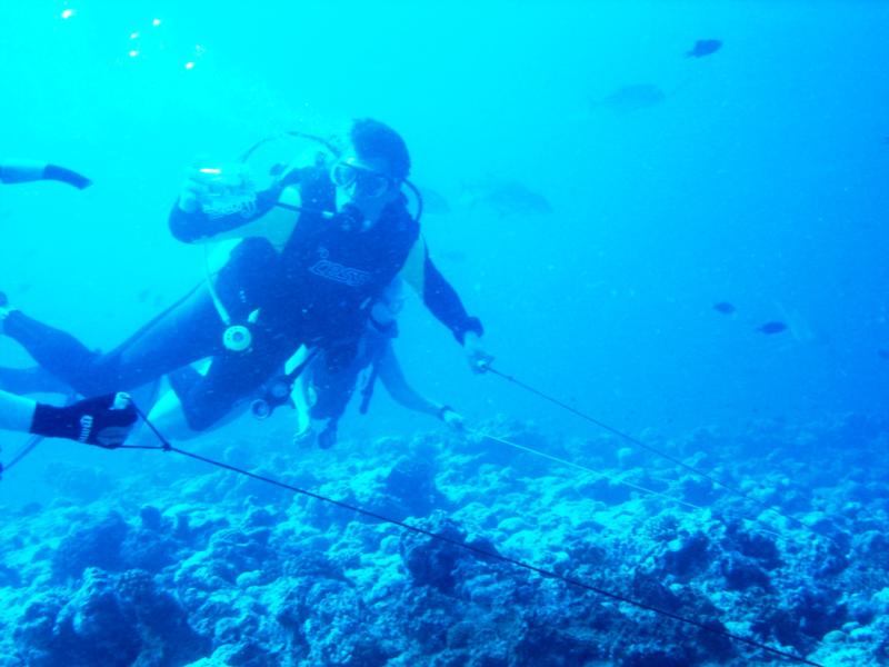 Reef Hook Diving in Palau