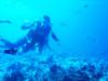 Reef Hook Diving in Palau