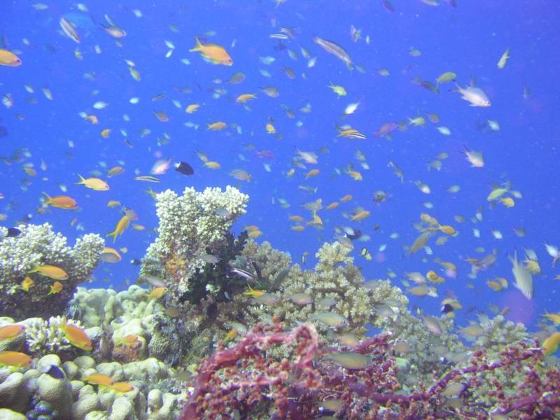 Ribbon Reef #9, Great Barrier Reef