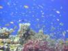 Ribbon Reef #9, Great Barrier Reef