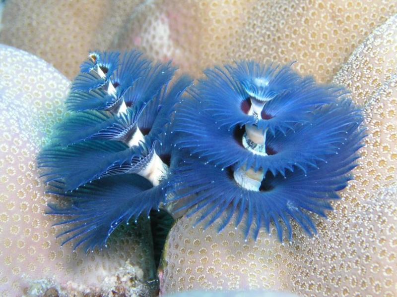 Blue Xmas Tree Worm, Great Barrier Reef