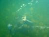 Snorkelling at Jellyfish Lake, Palau 