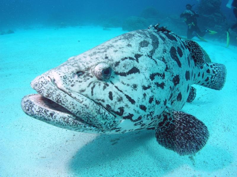 Giant Potato Cod, Cod Hole