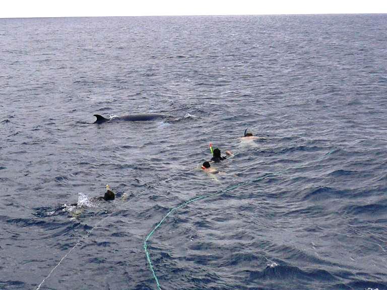 Whale Alert! Ribbon Reef #9, Great Barrier Reef