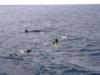 Whale Alert! Ribbon Reef #9, Great Barrier Reef