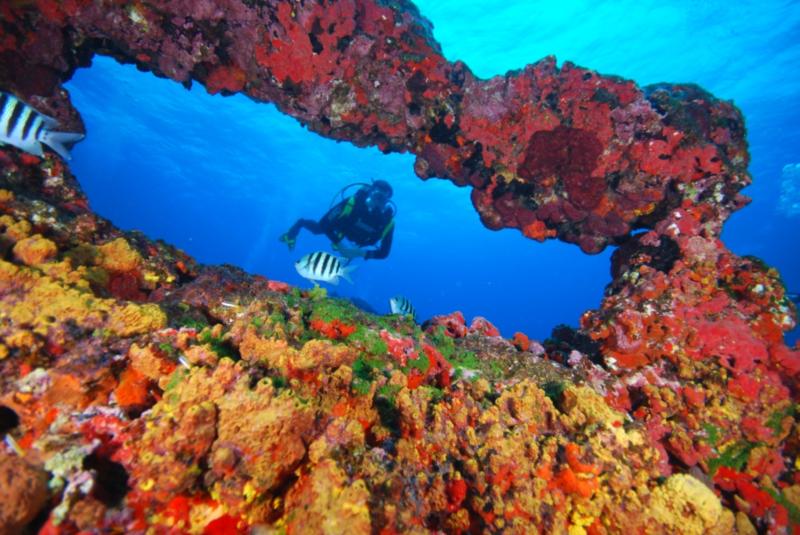 Reefs of Fernando de Noronha, Brazil