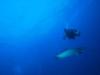 Diving with Sting Rays, Fernando de Noronha, Brazil