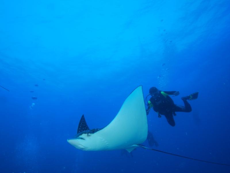 Playing with Sting Rays, Fernando de Noronha, Brazil