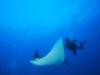 Playing with Sting Rays, Fernando de Noronha, Brazil