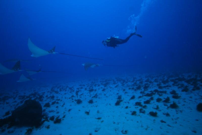 Diving with Sting Rays, Fernando de Noronha, Brazil