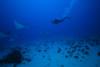 Diving with Sting Rays, Fernando de Noronha, Brazil