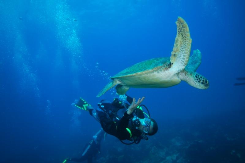 Playing with big Turtles, Fernando de Noronha, Brazil