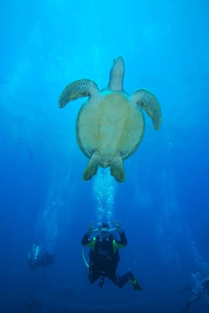 Diving with big Turtles, Fernando de Noronha, Brazil