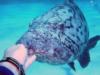 Playing with Baby Potato Cods at Cod Hole, Great Barrier Reef, Australia