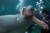 Feeding a spotted eagle ray