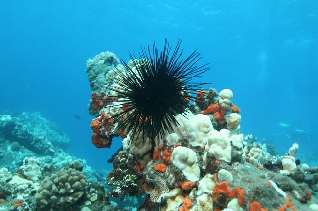 Amazing sea life at Mala Ramp in Maui