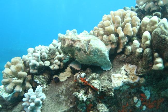 Can you spot the frog fish?  Mala Ramp in Maui