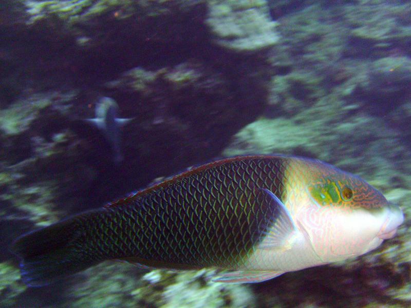 look, a fish