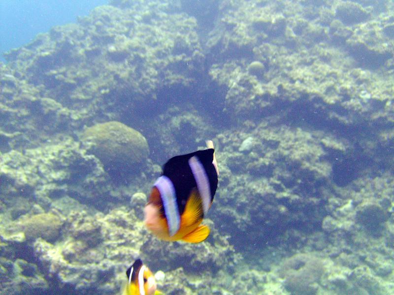 look, a fish