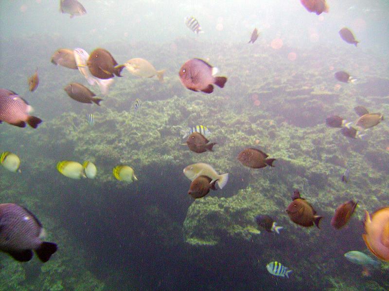 pretty fishes